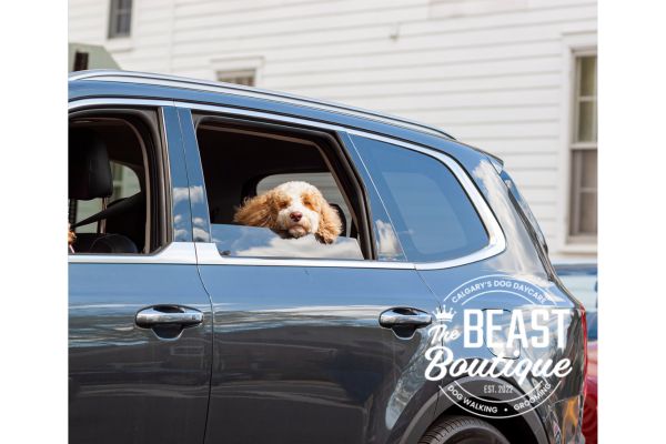 a white doodle type dog sits in the back seat of a blue car
