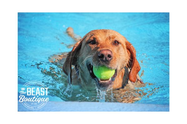a golden retriever swims in a pool with a ball in his mouth a golden retriever swims in a pool with a ball in his mouth