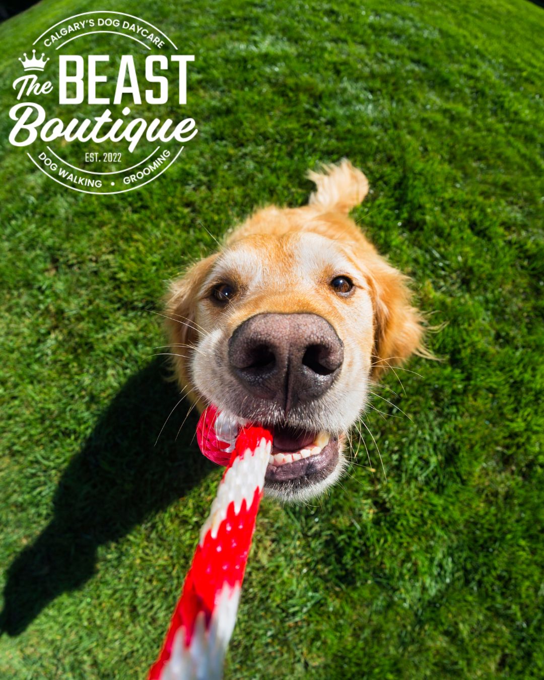 a golden retriever plays tug with his person a golden retriever plays tug with his person