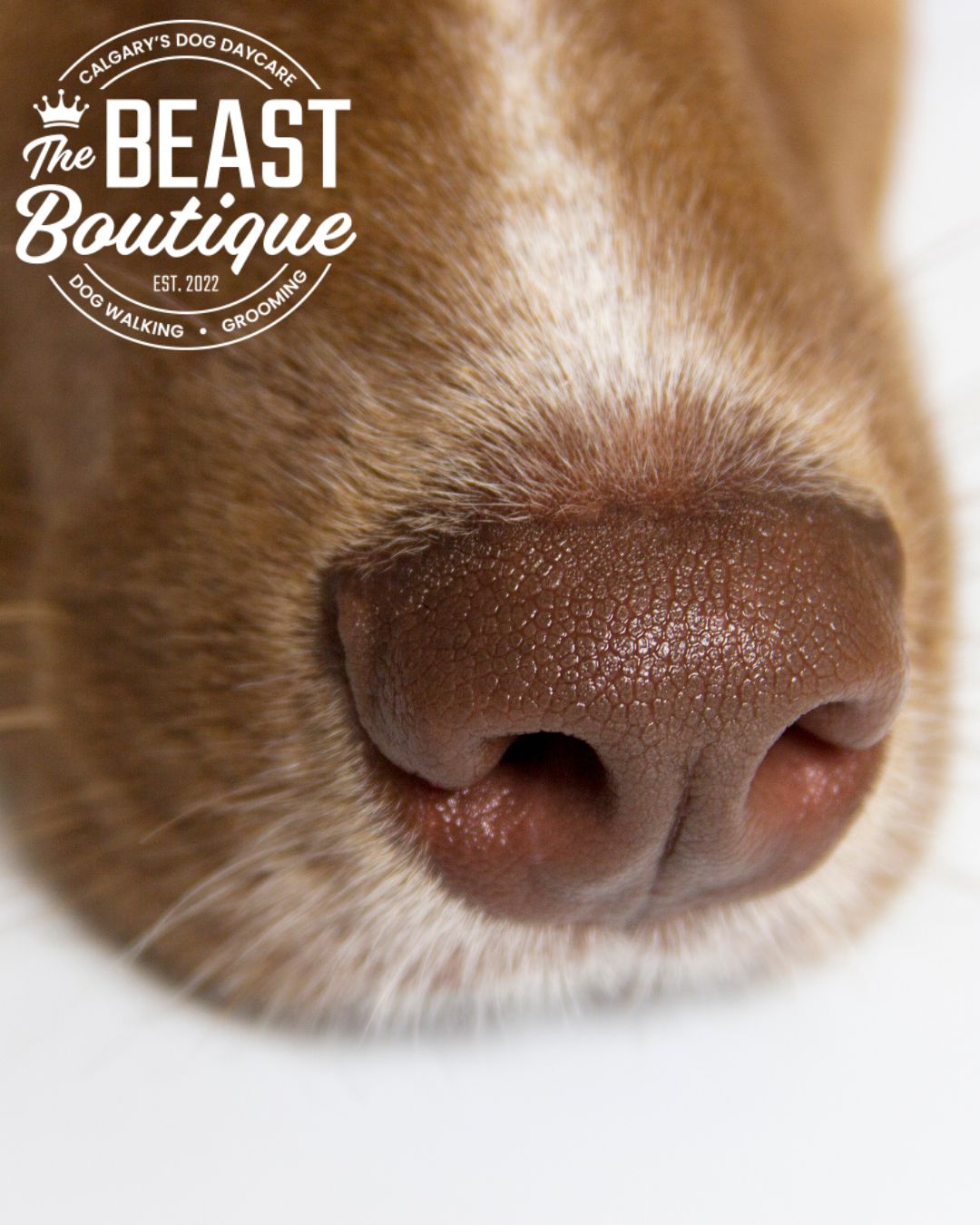 a close up picture of a dog's muzzle and nose a close up picture of a dog's muzzle and nose