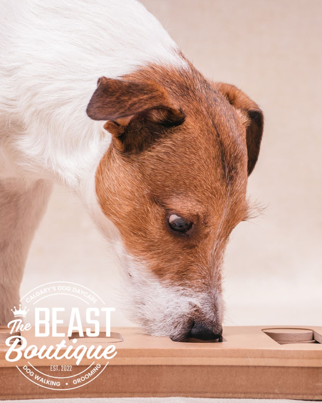a small dog works a wooden puzzle feeder a small dog works a wooden puzzle feeder