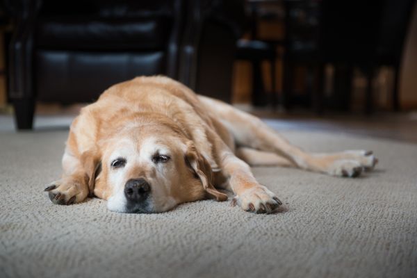an older golden retriever sleeps on a carpet an older golden retriever sleeps on a carpet