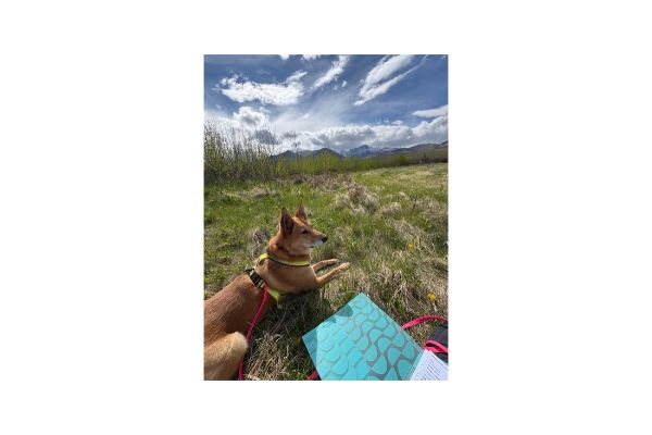 a large tan dog relaxes in a marshy field a large tan dog relaxes in a marshy field
