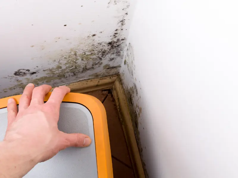 mold inspection near me mold inspection near me