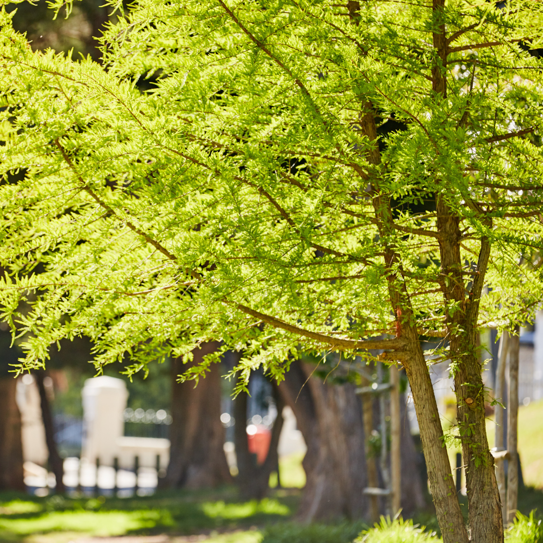 Greenery Treees Defend Your Greenery: Ultimate Guide to Disease-Free Trees!
