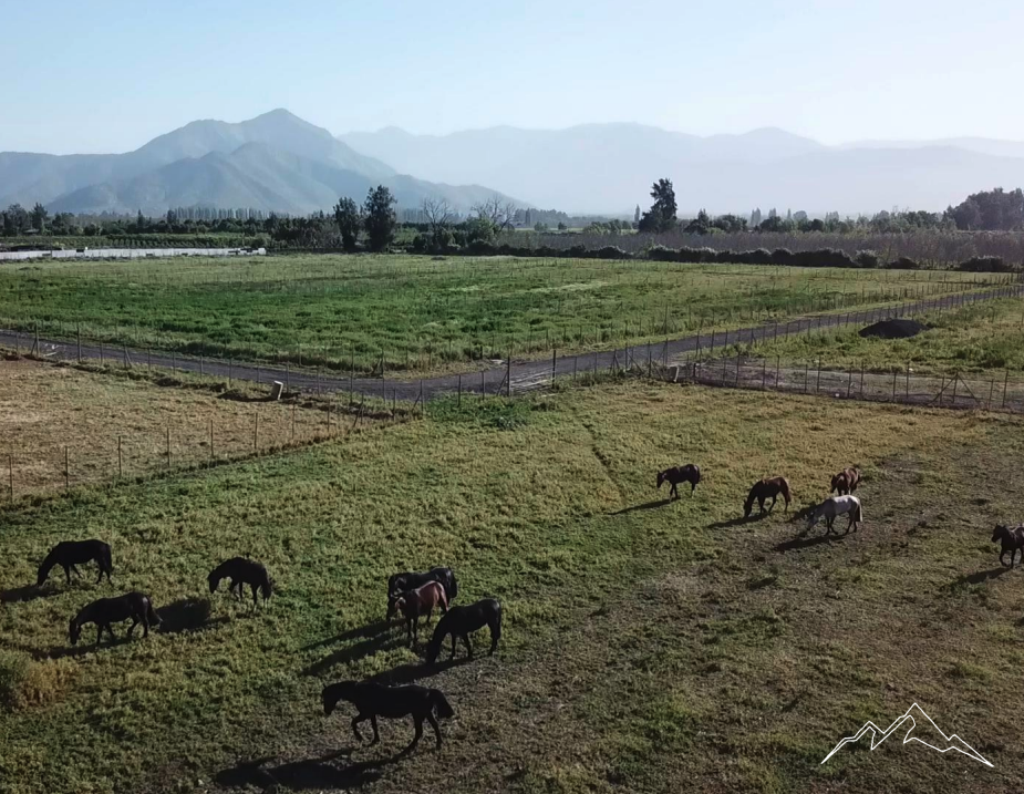 Caballos pastando cerca de El Silo · entorno rural