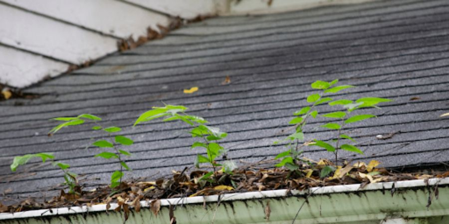 Gutter with plants growing inside due to severe debris buildup and lack of eavestrough cleaning