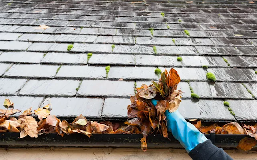 A person wearing blue gloves removing wet autumn leaves from a gutter on a mossy slate tile roof.