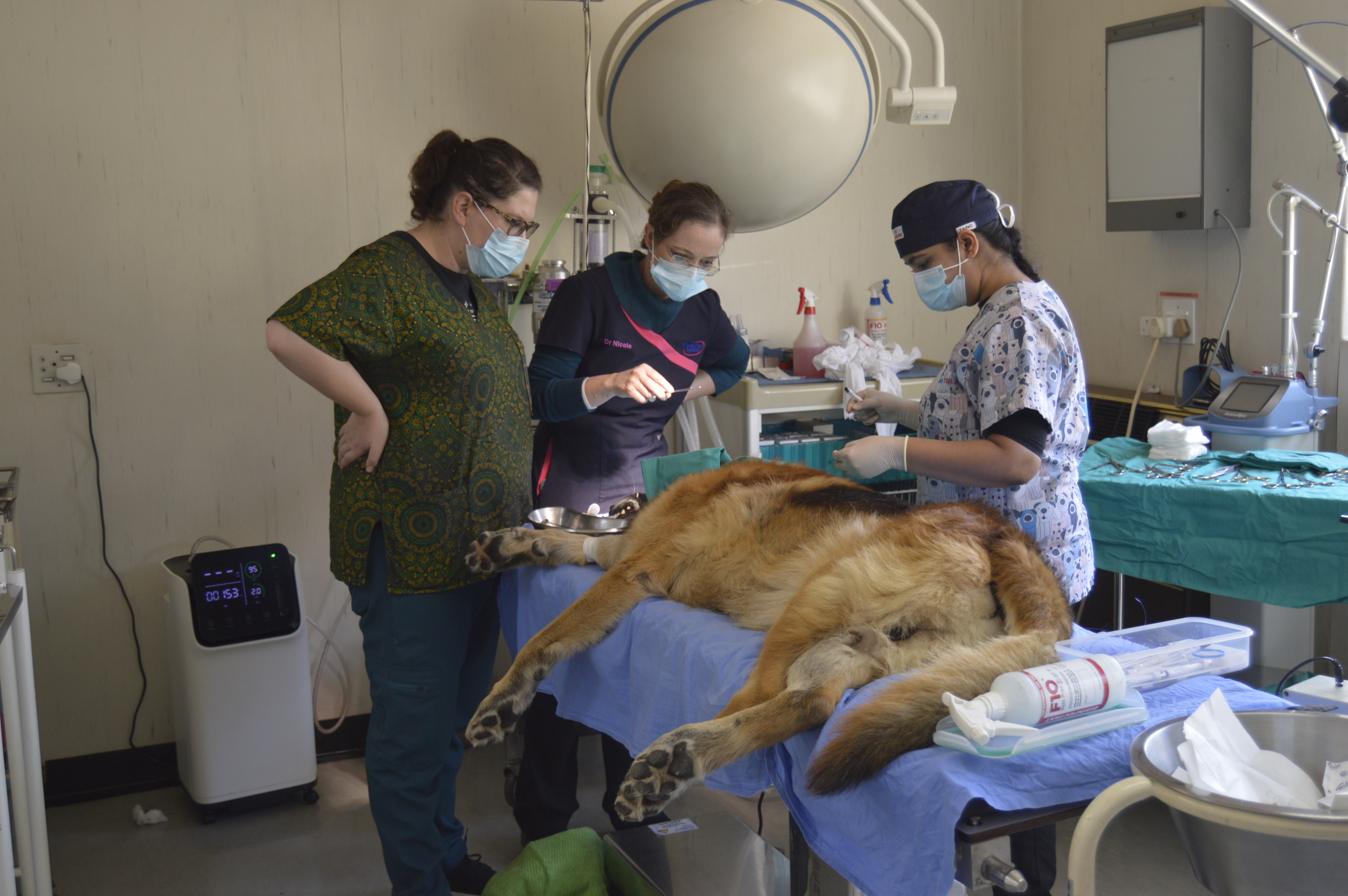 Veterinarian performing a dental procedure on a dog at Fernridge Vet Practice