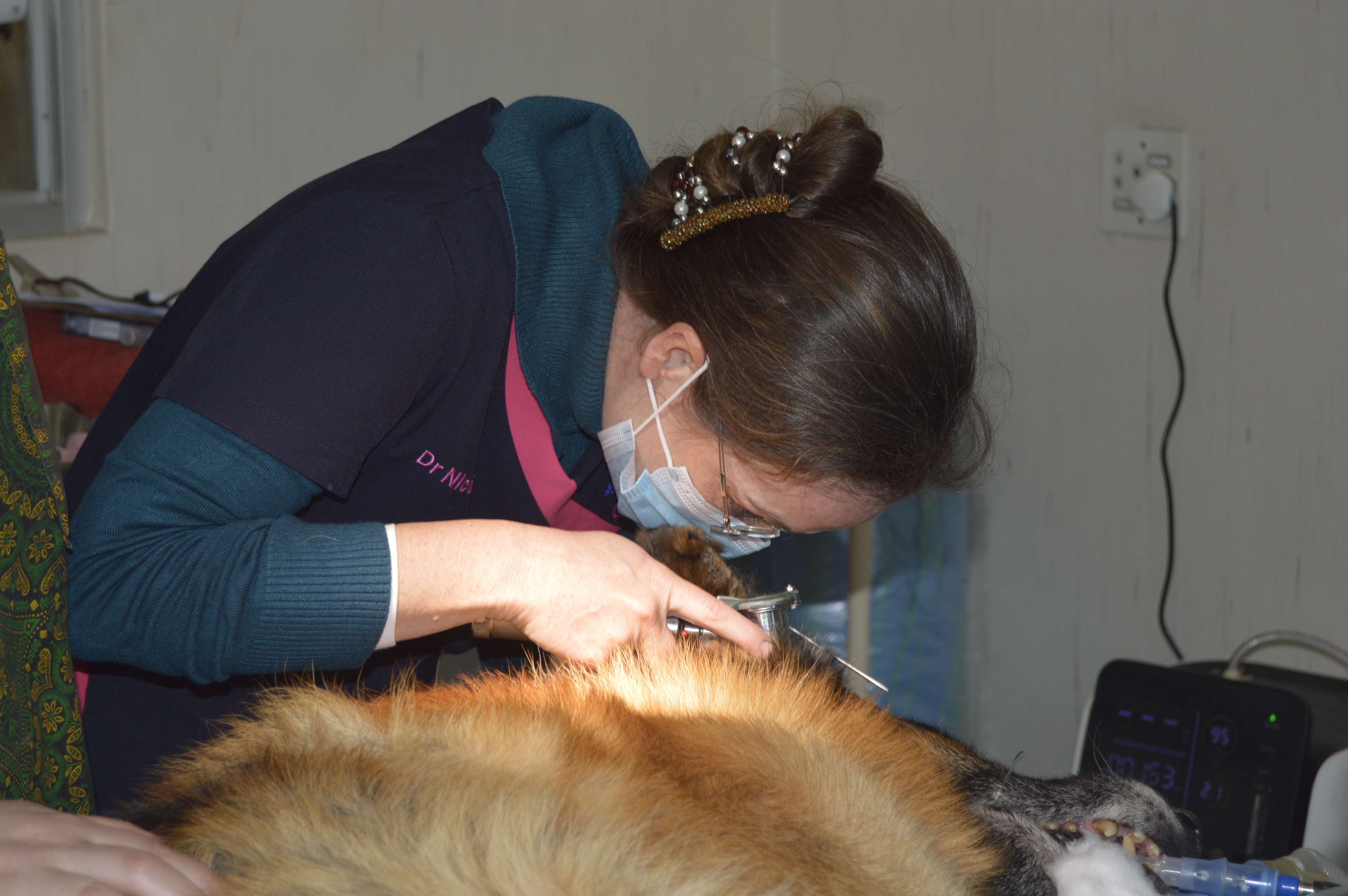 Veterinarian using a stethoscope to examine a cat