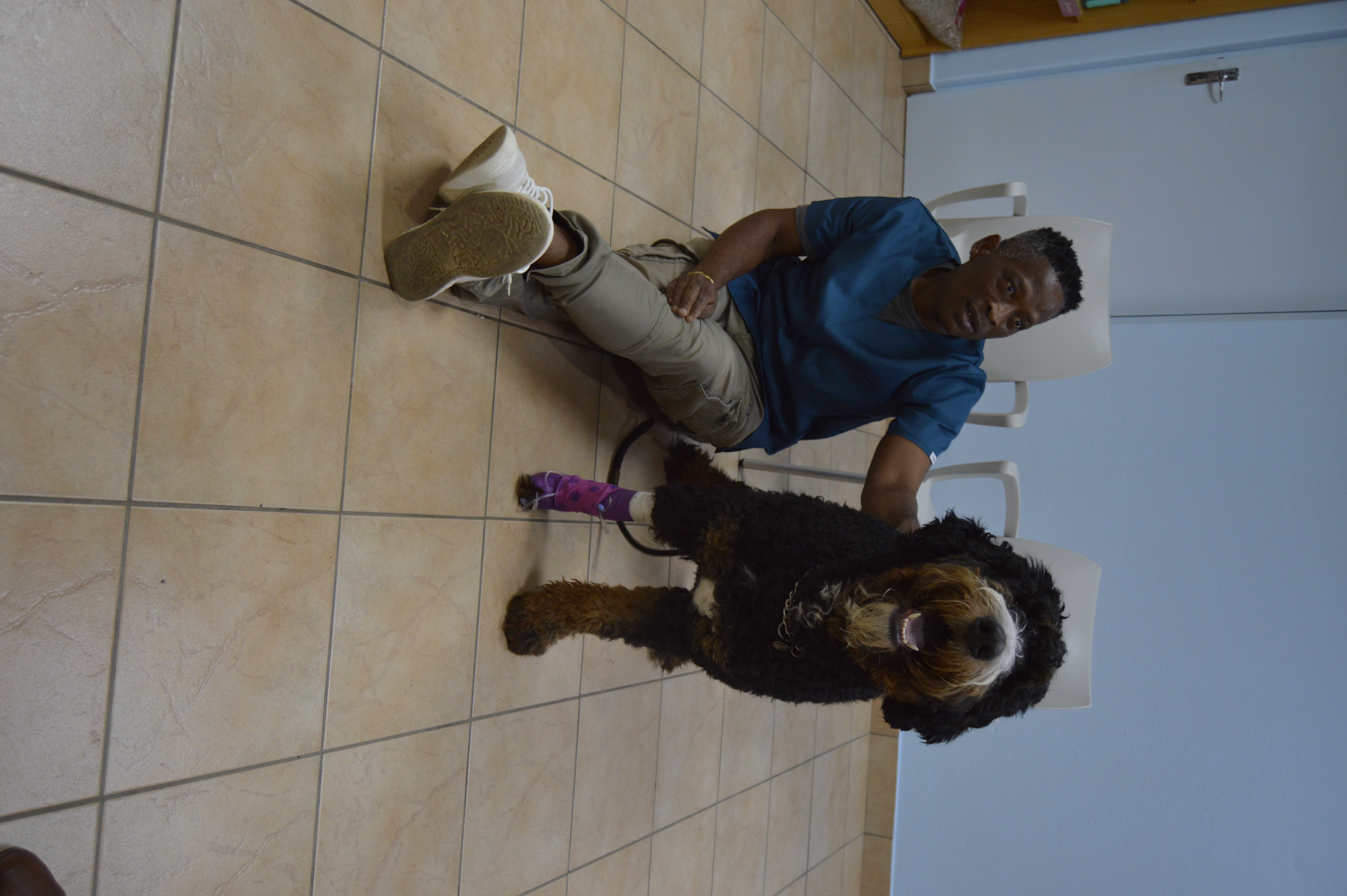 Alphie Aphane, Animal Companion at Fernridge Vet Practice