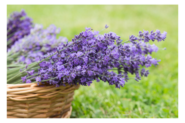 Basket of fresh lavender flowers in a garden, representing calm, slow living, and nature-inspired retreat atmosphere