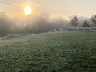 Horses grazing in the pasture at Dressage Solutions