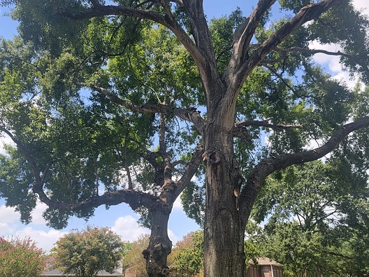 Expert Tree Care