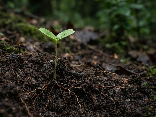 Seedling growing in dark soil with its root system exposed
