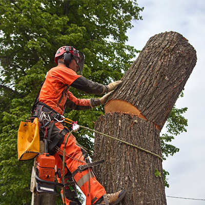 Tree Service