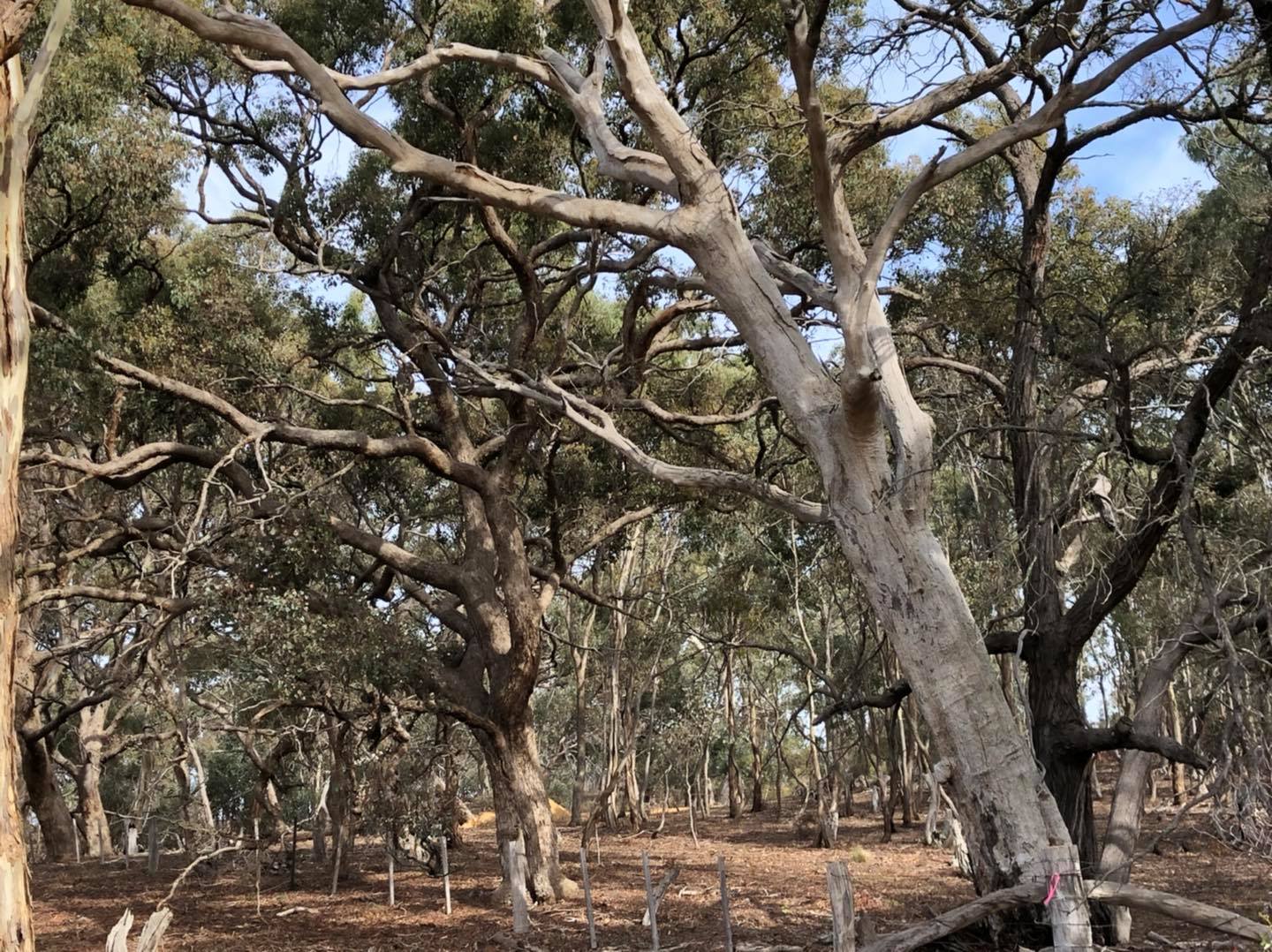 Native Vegetation Assessments