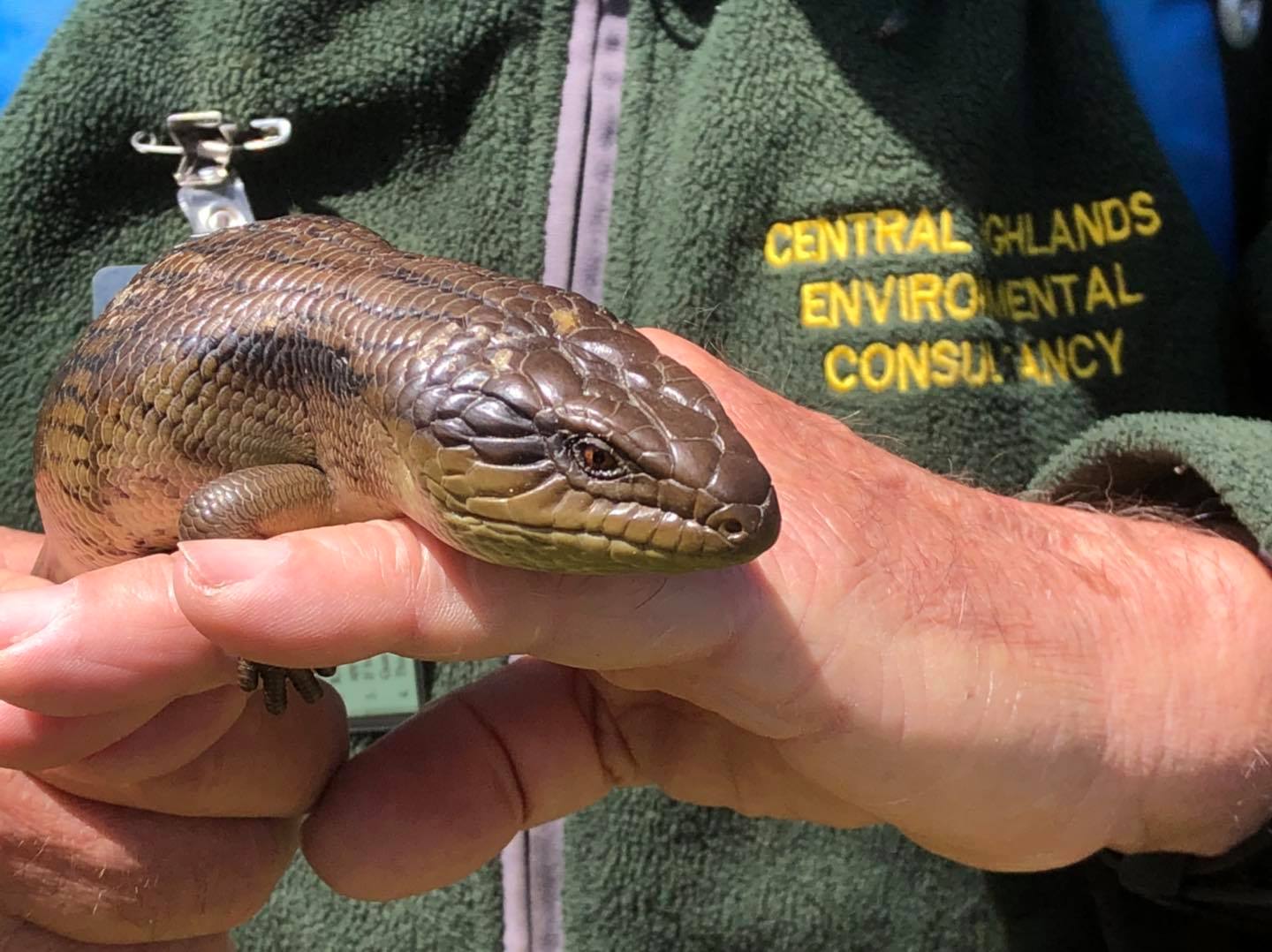 Flora and Fauna Surveys