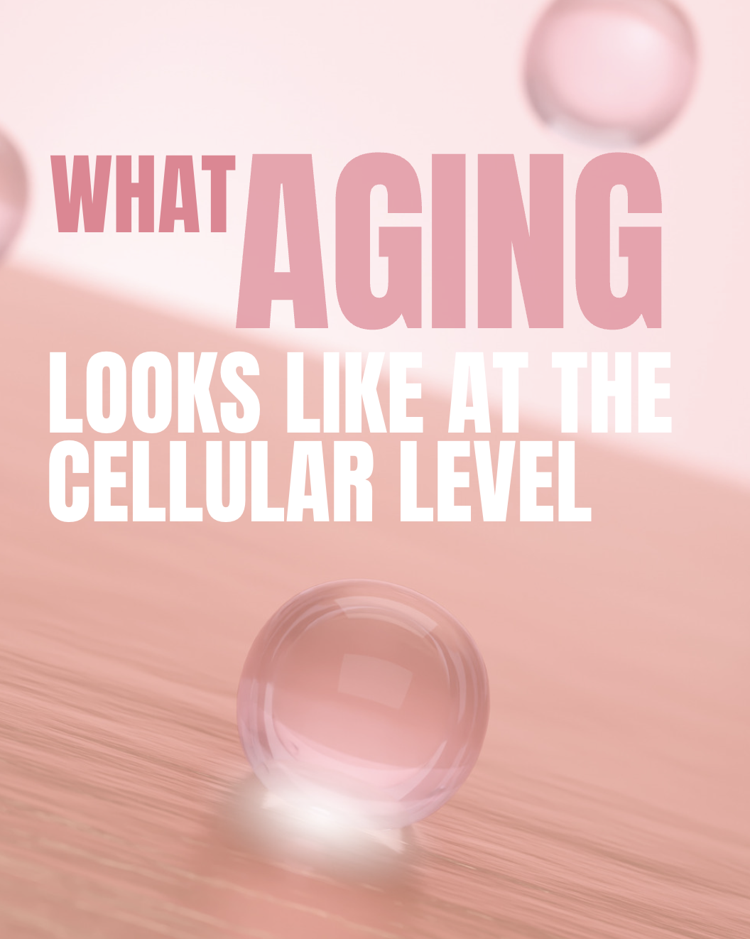 what aging looks like at a cellular level