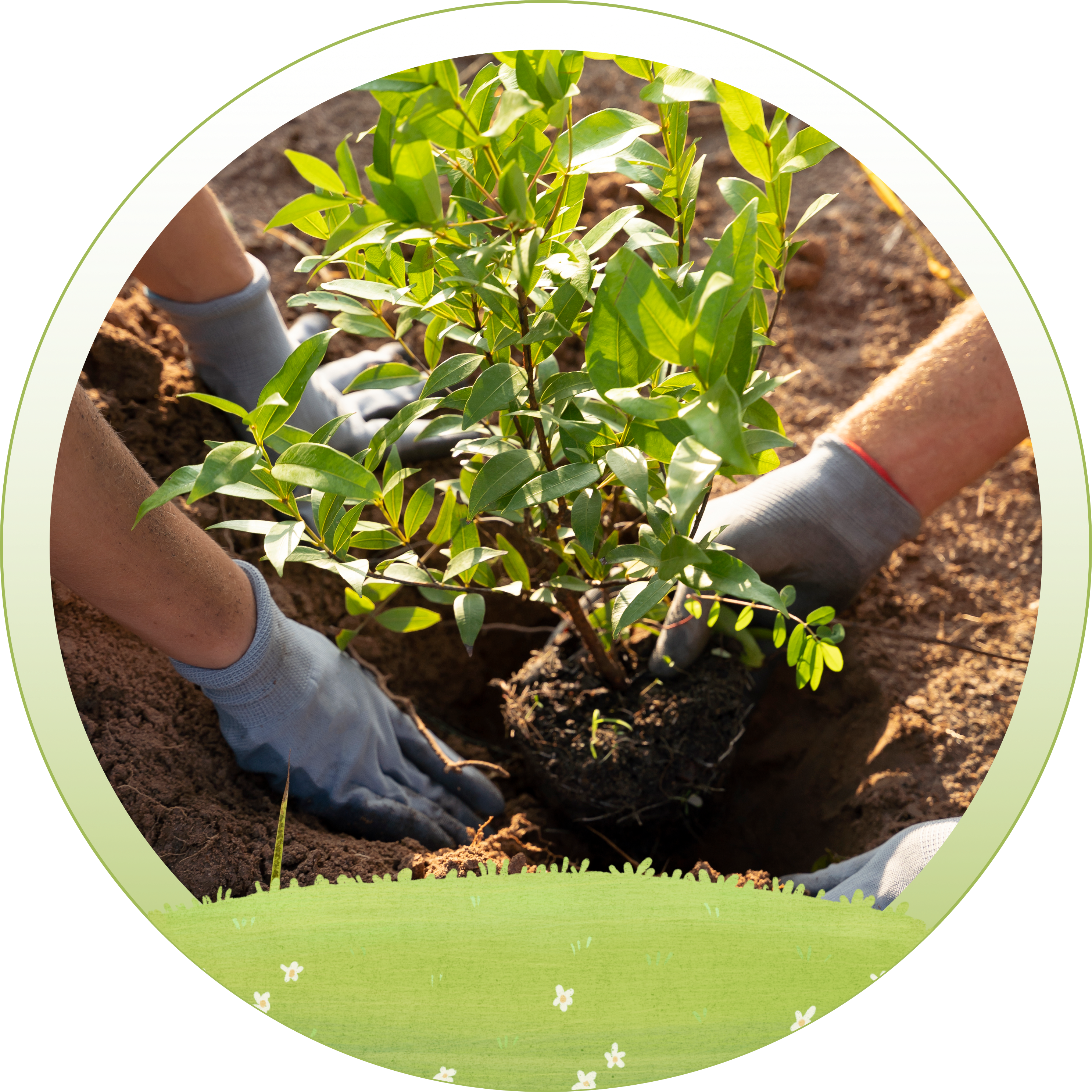 Tree Transplantation