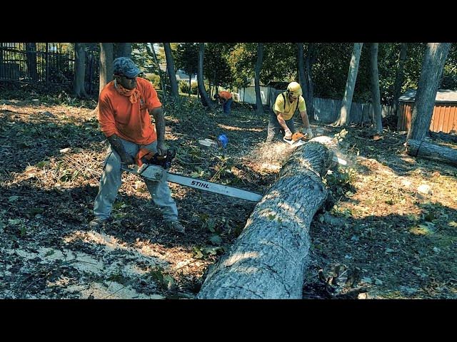 Tree trimming and pruning services in New Jersey