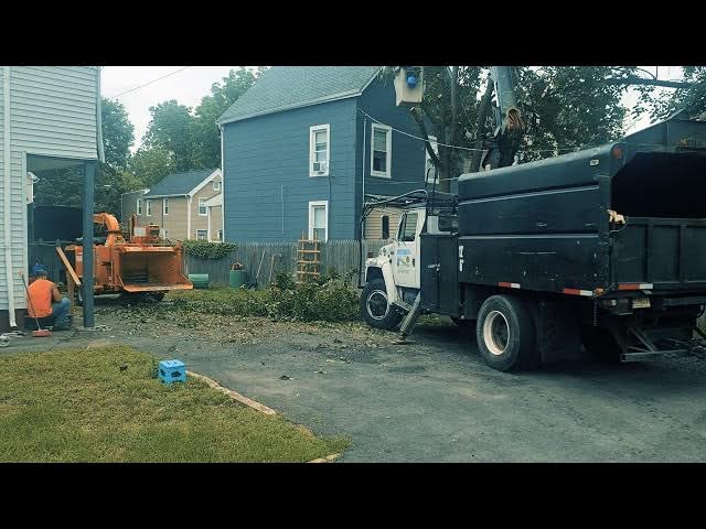 Tree removal service in NJ