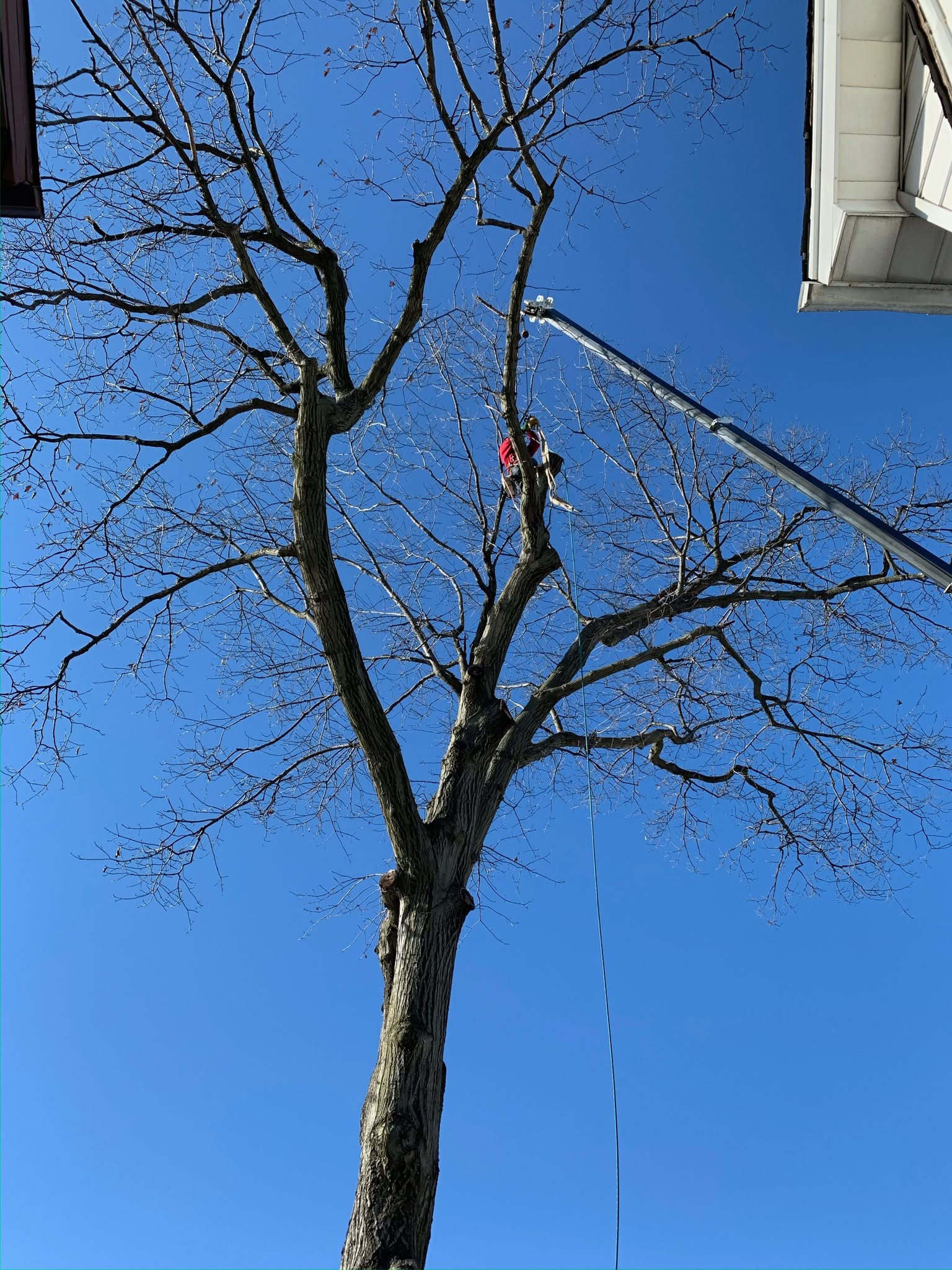 Quality Tree Services in NJ