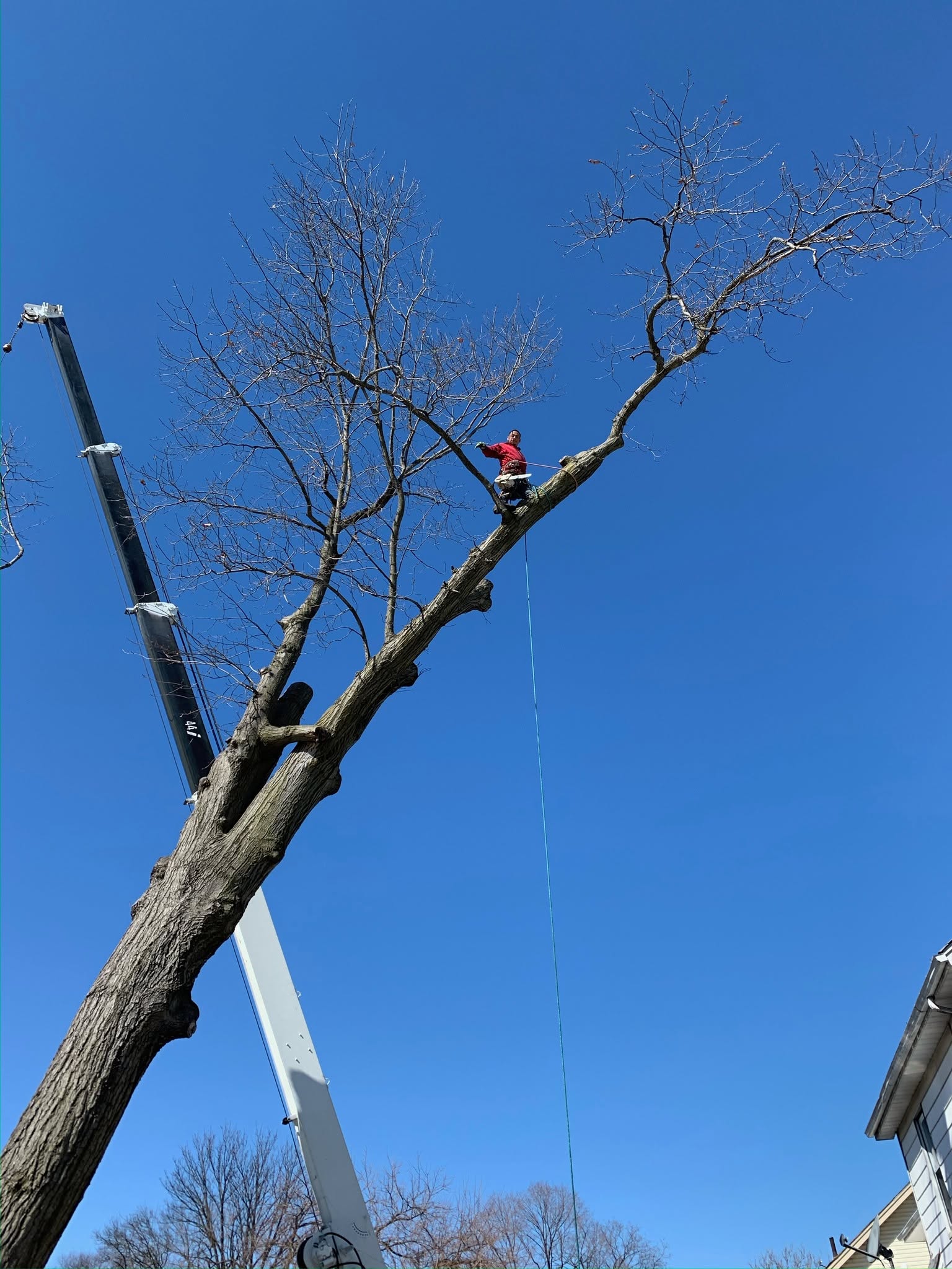 Emergency Tree Service