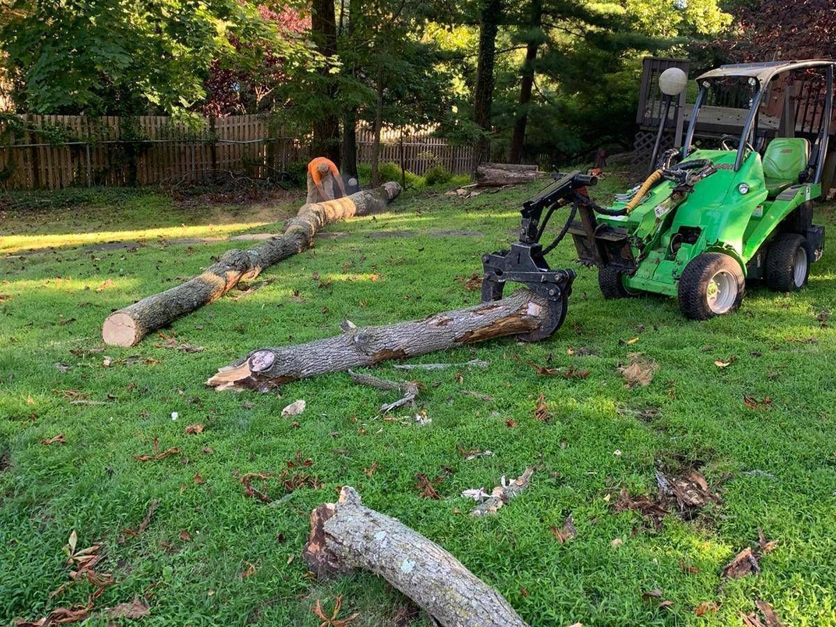 Tree Removal Service