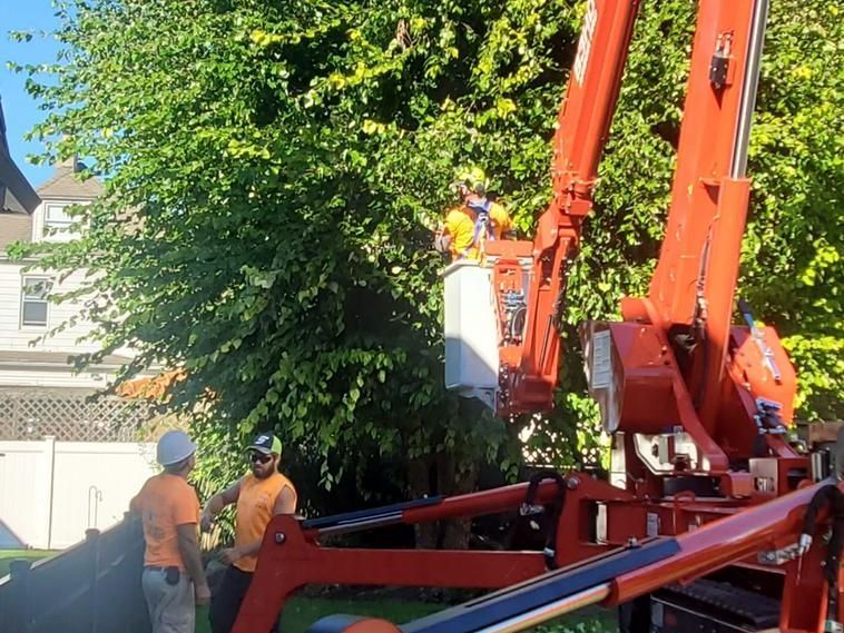 Tree Trimming & Pruning in Kearny NJ