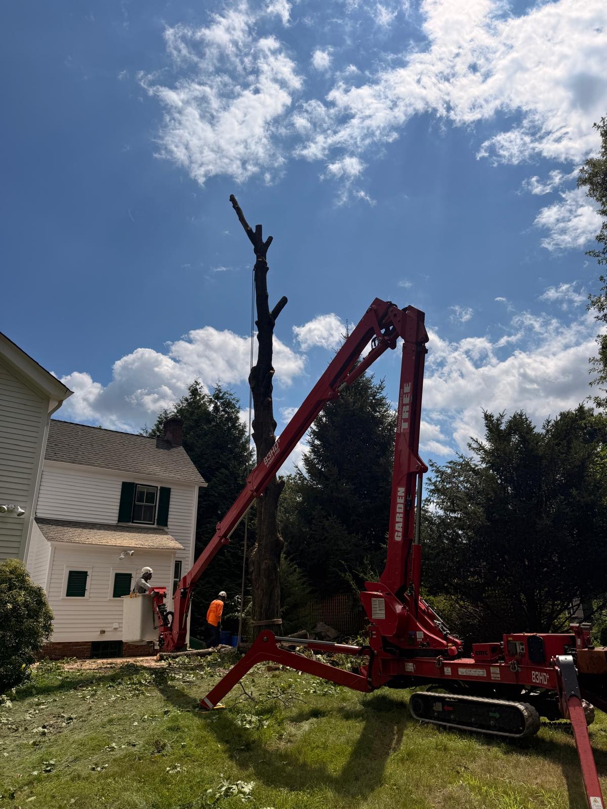 Branch removal cleanup in Belleville, NJ
