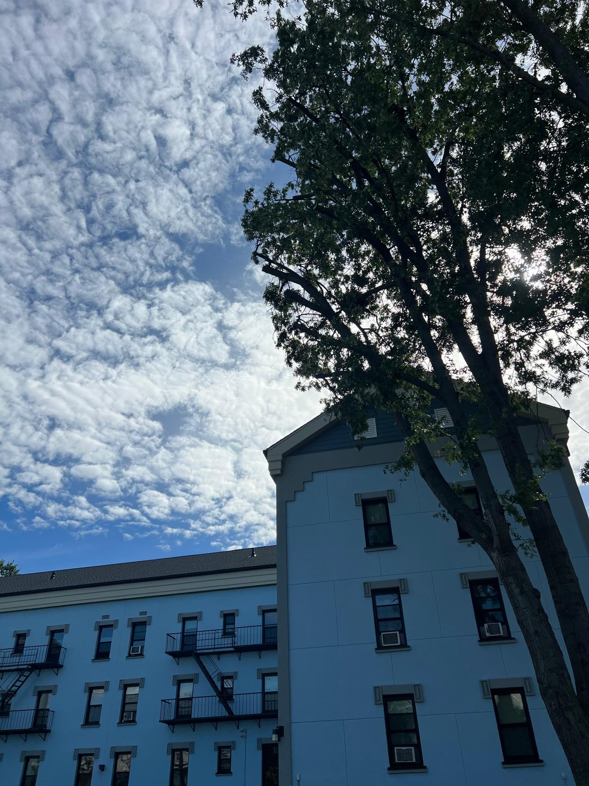 Tree after trimming and pruning in Bloomfield, NJ