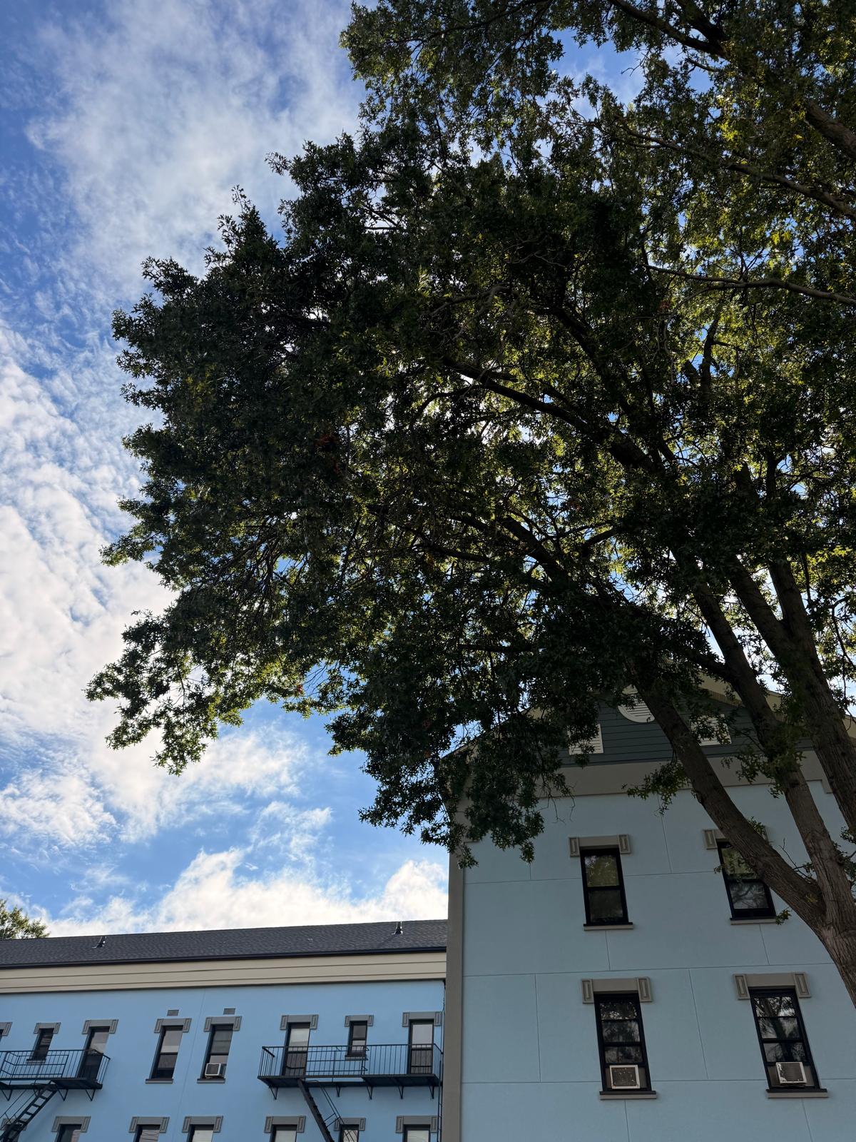 Tree before trimming and pruning in Bloomfield, NJ