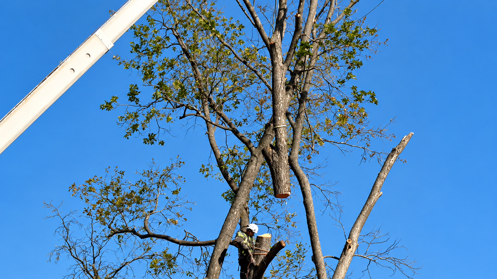 Debris cleanup after crane-assisted tree removal in Montclair, NJ