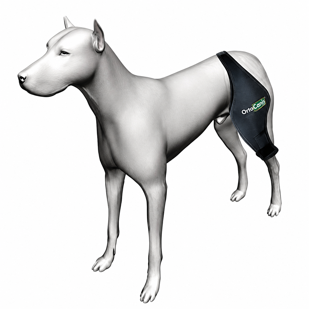 Dog knee brace — flagship orthopedic product