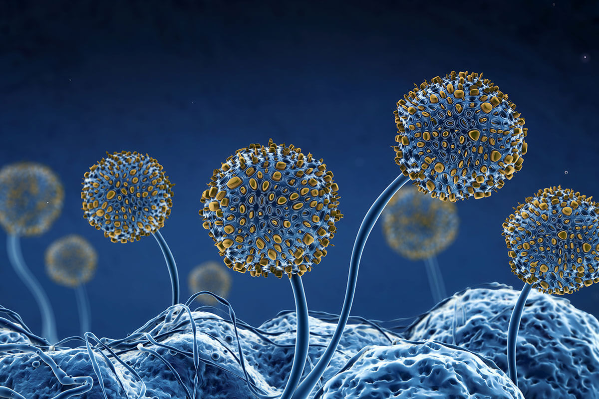Mold and mycotoxin support webinar