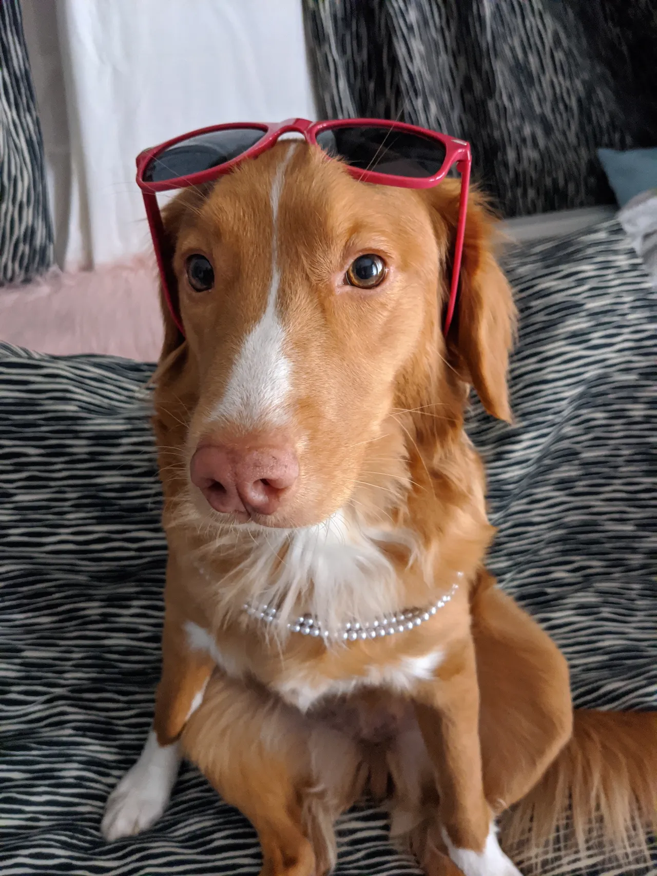 Jennifer's dog Poppy