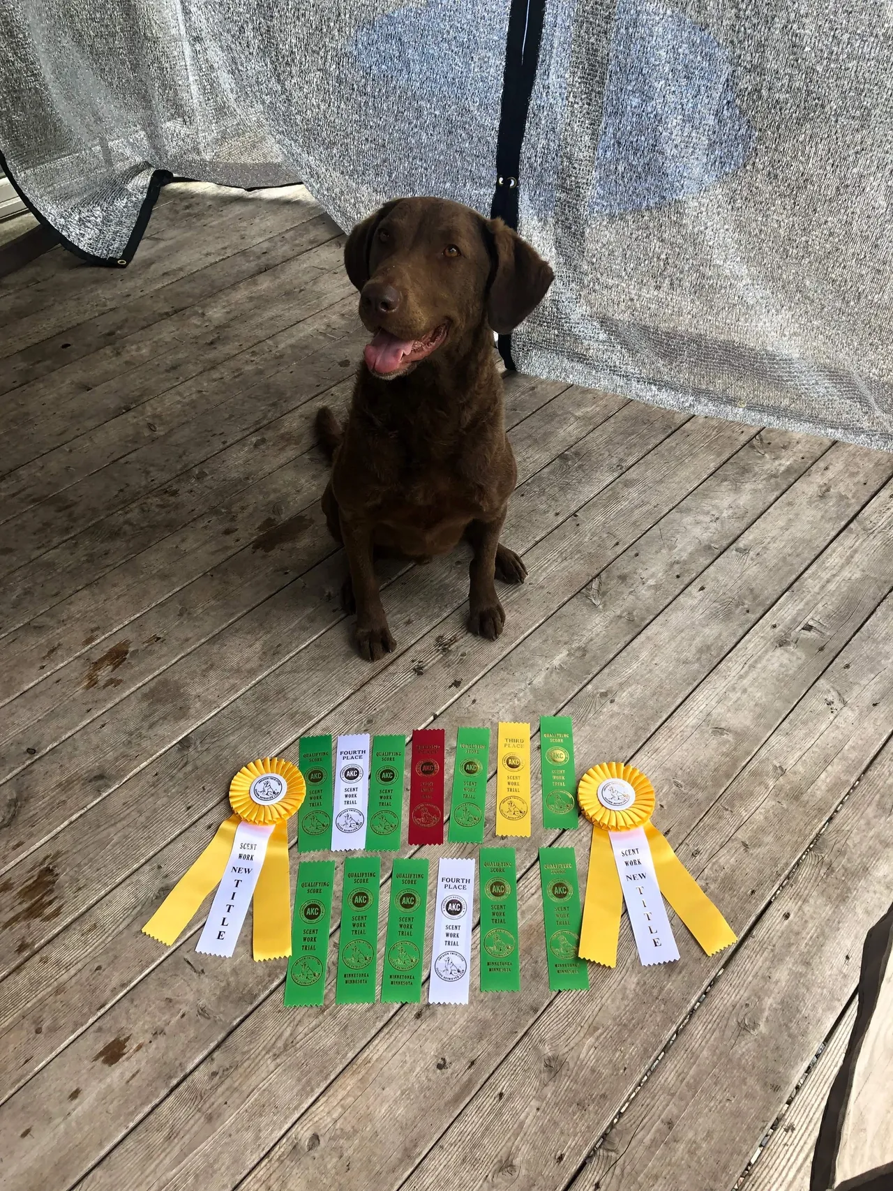 dog with ribbons from competitions