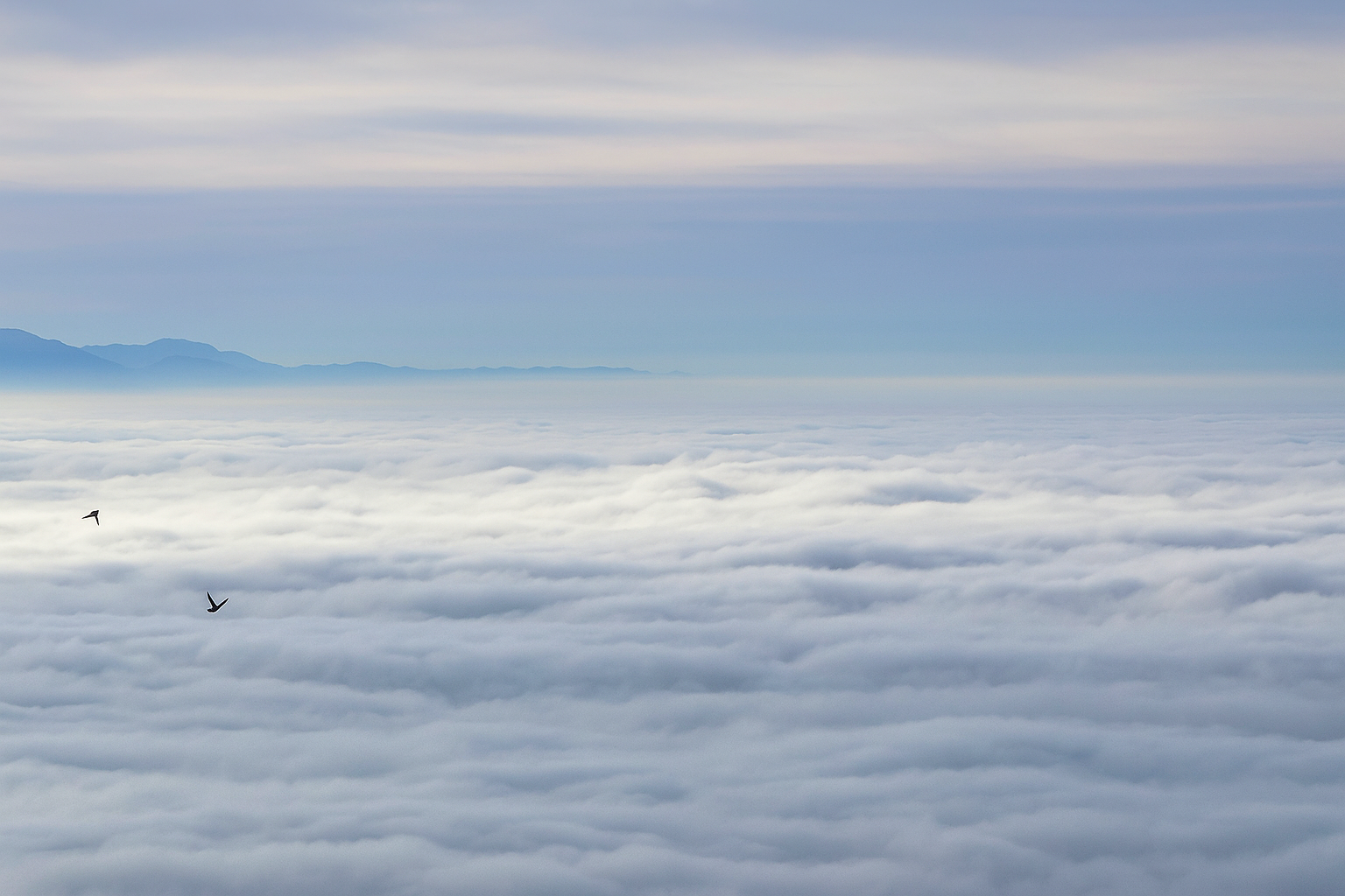A sea of clouds settled over the San Bernardino Mountains, with two birds in flight