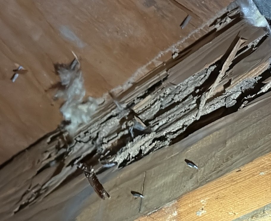 Wood-Destroying Insect & Pest Inspections