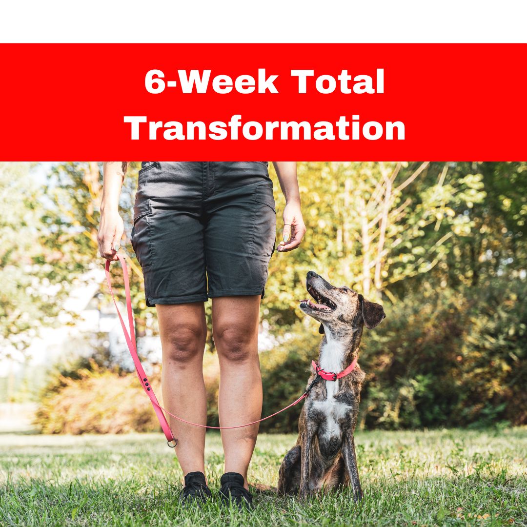 Comprehensive dog training