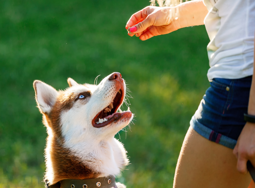 Dog training