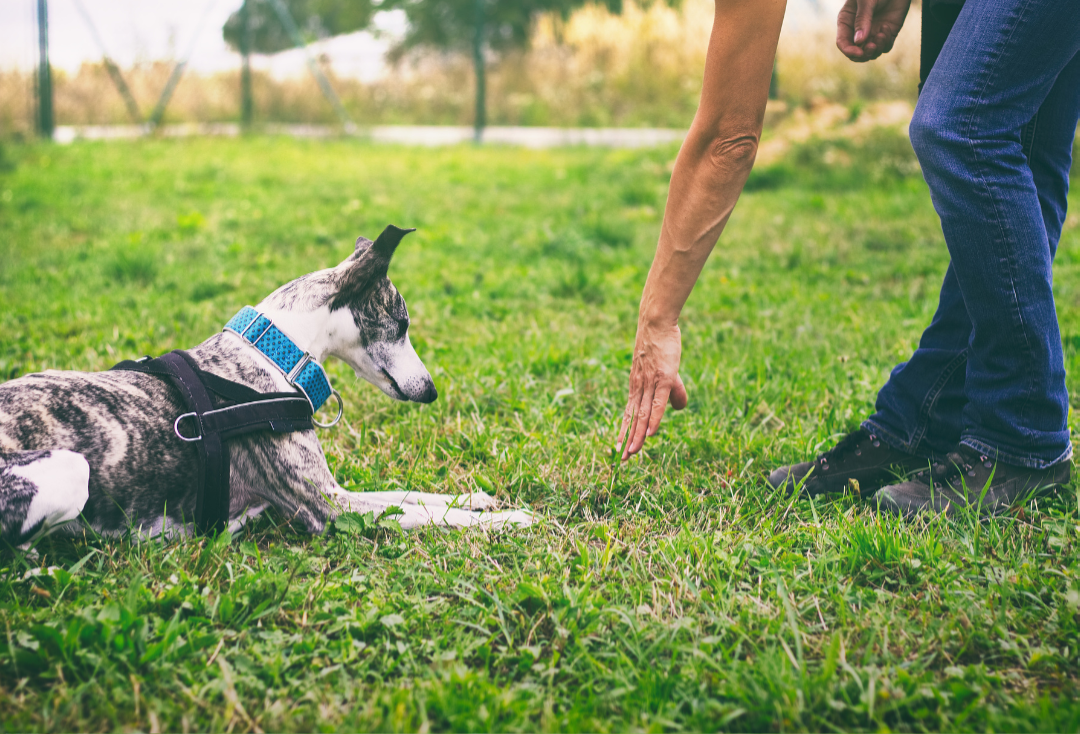 Dog recall training