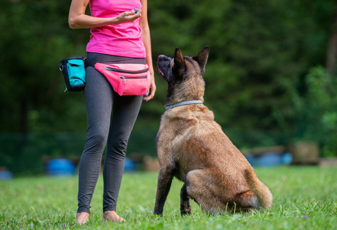 Advanced dog training