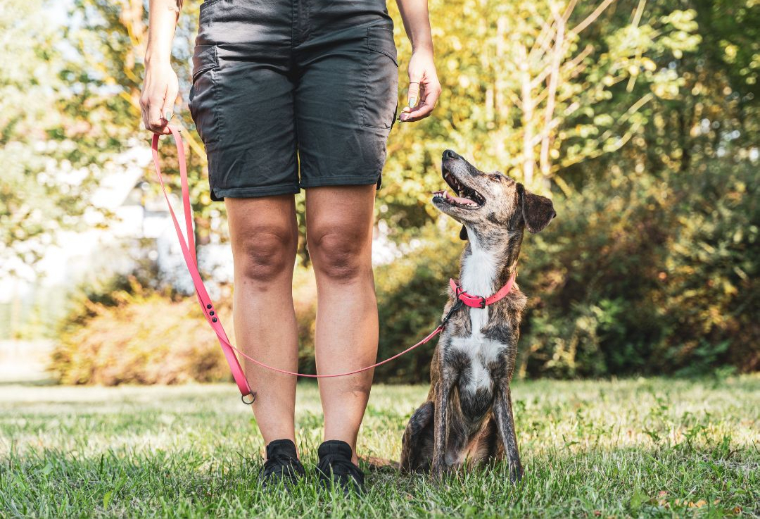 Comprehensive dog training