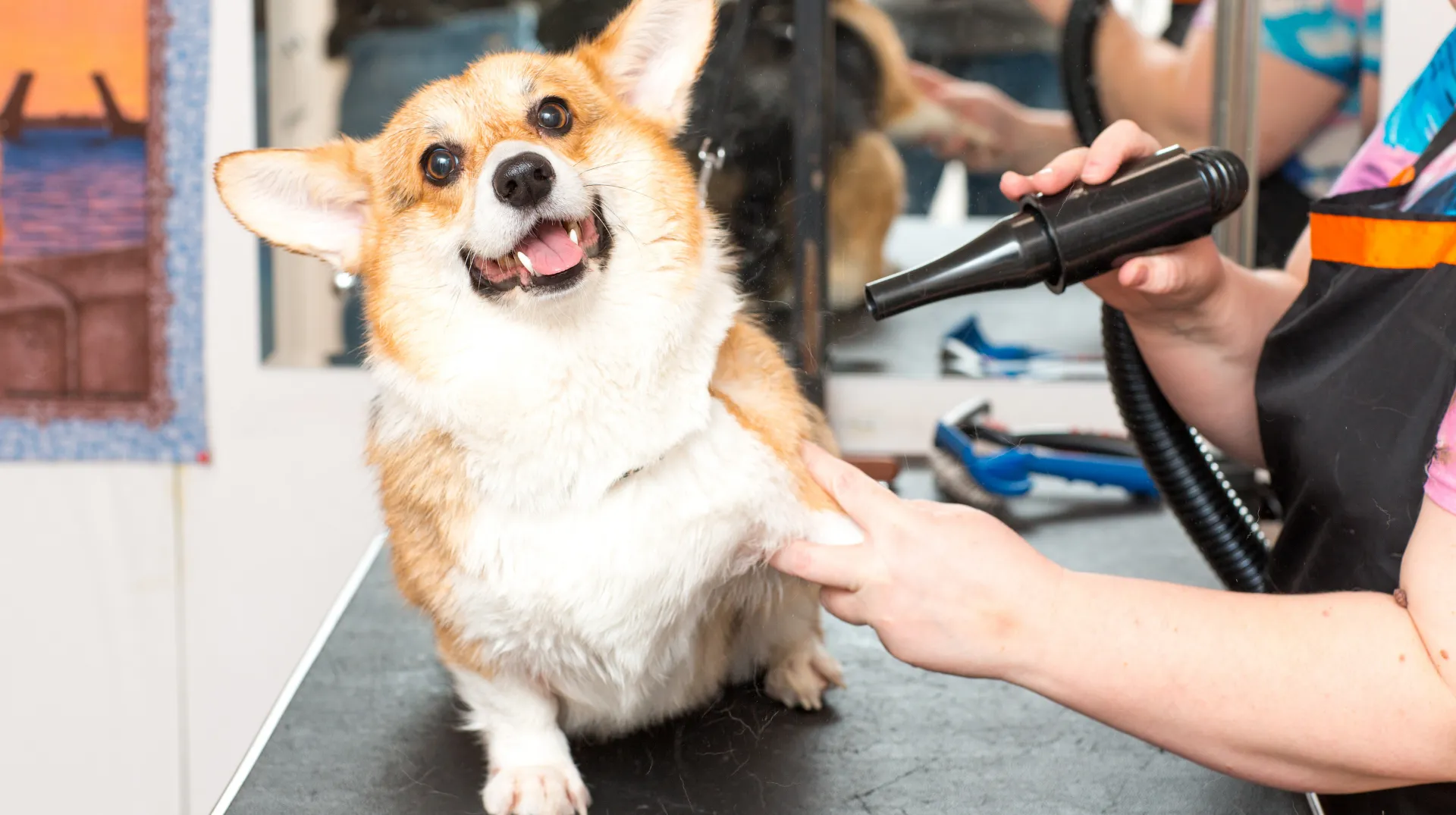 Mobile Pet Groomer