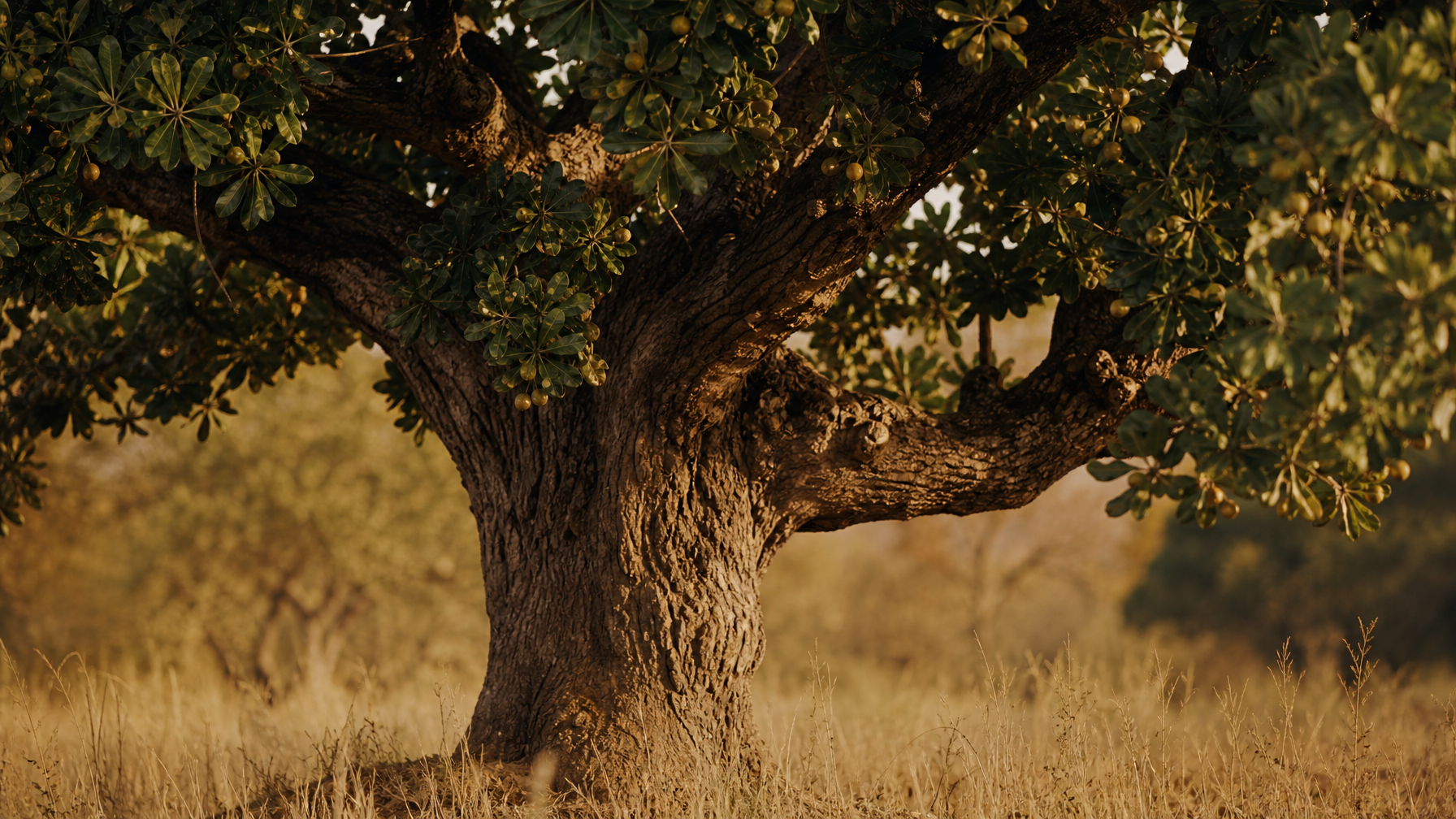 Shea tree in the West African savanna