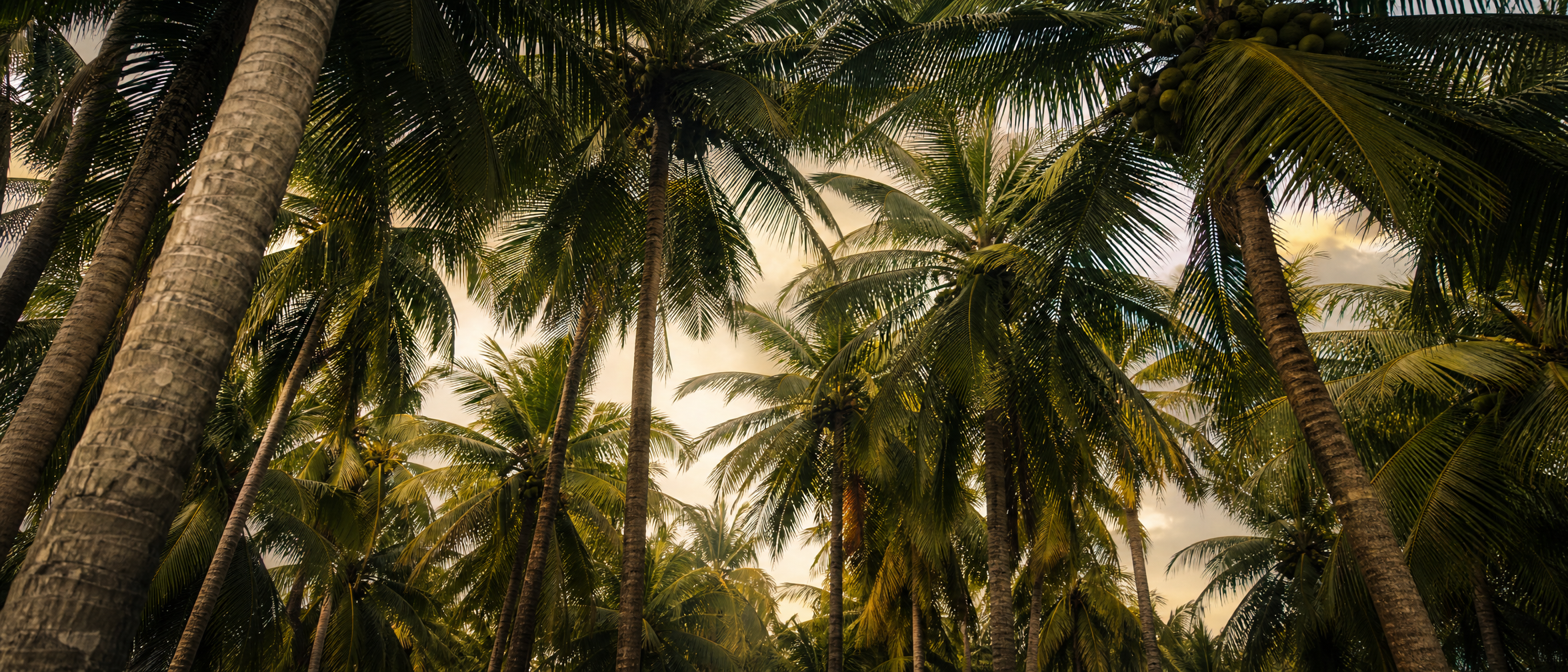 Coconut palm grove - Sri Lanka's Coconut Triangle