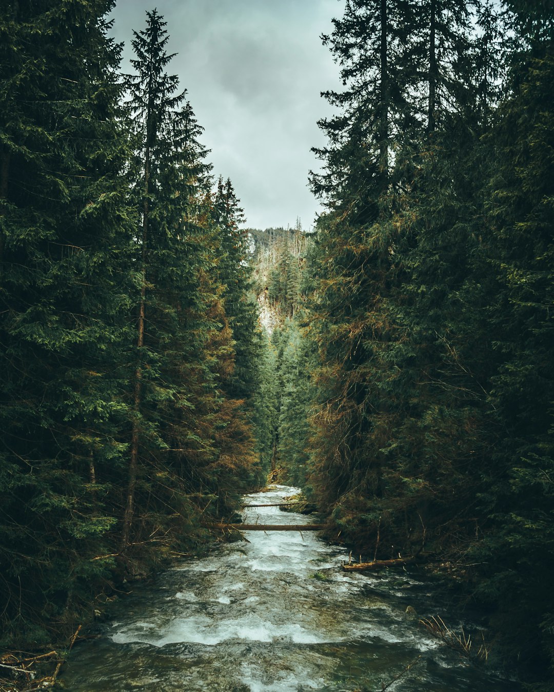 Forest stream