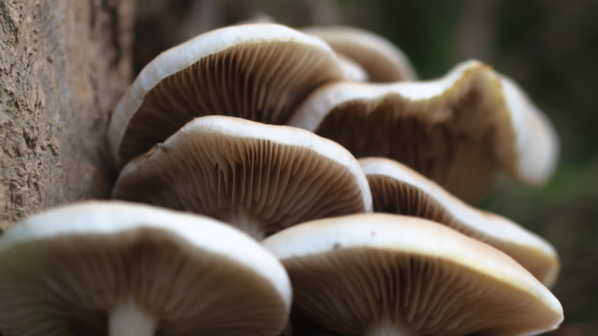 Macro image of elm oyster mushrooms